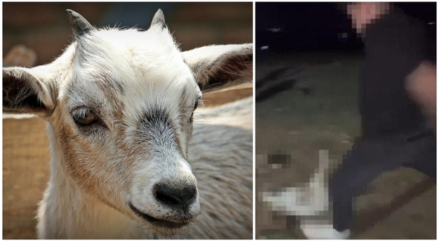 Uccidono una capra a calci e mettono i video sui social: la festa di 18 anni dei rampolli della "Fiuggi bene"