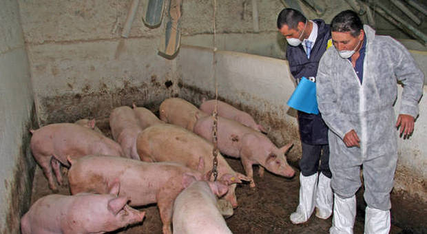 Allarme per la peste suina, sequestrate 10 tonnellate di carni provenienti dalla Cina