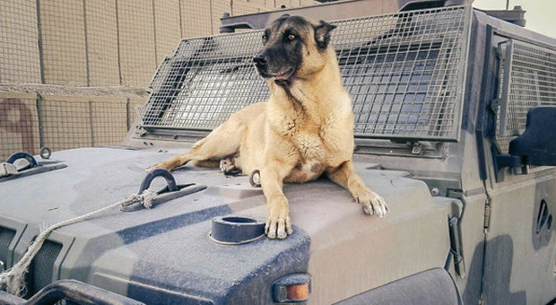 Pensione e cassa sanitaria anche per i cani militari dopo anni di servizio