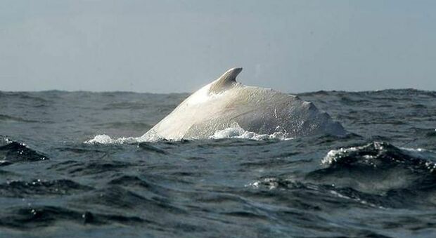Balena bianca trovata sulla spiaggia in Australia, gli esperti smentiscono: «Non è Migaloo»
