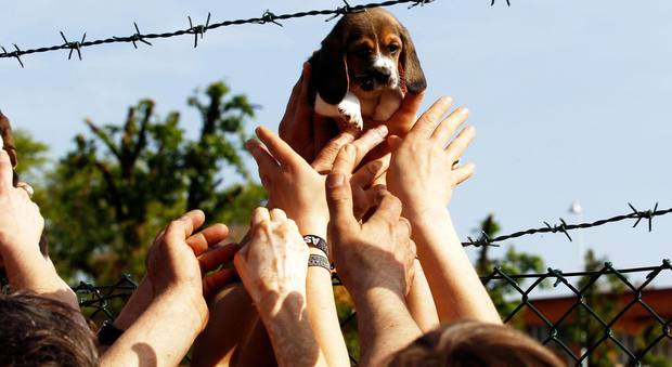 Green Hill allevava cani "da laboratorio": condanna in Cassazione per l'associazione