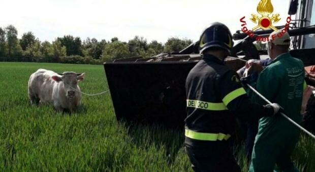I bovini sono fuggiti da un'azienda di Corbola durante un trasferimento, le operazioni di recupero sono state coordinate dalla Prefettura d Rovigo