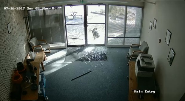 Colorado, una capra distrugge a cornate l'ingresso di un ufficio