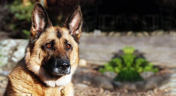 Rex, cane pastore tedesco, ucciso con una fucilata mentre passeggia con il padrone
