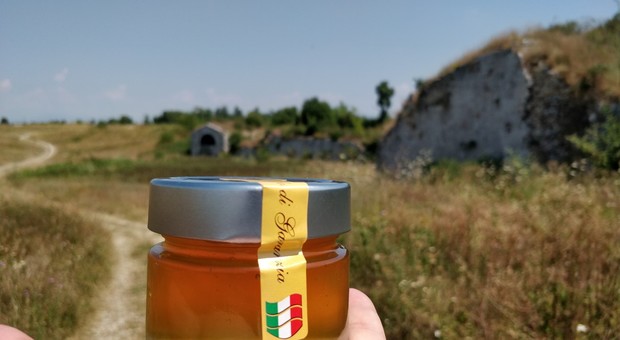 Un milione di api sulla Città Stellata: arriva il miele dei Bastioni Unesco