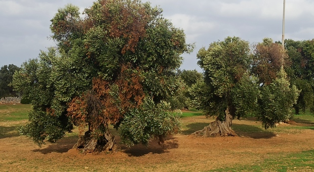 Xylella, rigenerazione olivicola: 300 milioni ancora fermi. Gli agricoltori: «Basta prese in giro»