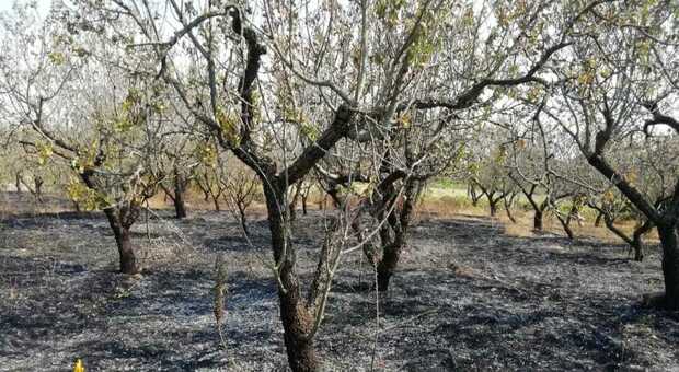 Incendio in un terreno in campagna: muore carbonizzato un uomo di 93anni