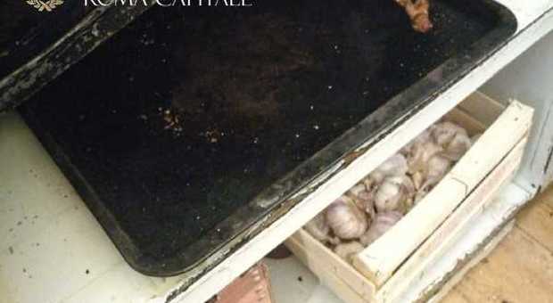 immagine Blatte e cibi scaduti: sigilli a un ristorante di San Pietro a Roma