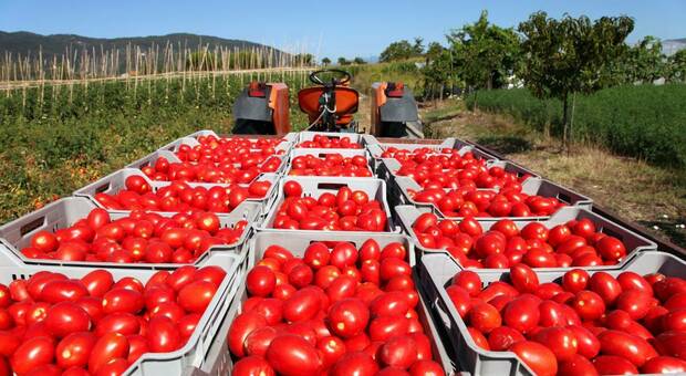La raccolta dei pomodori tra i prodotti in esportazione