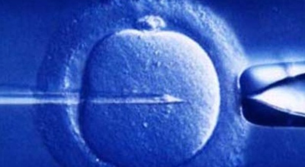 Scambio di embrioni in ospedale: donna incinta dei gemelli di un'altra coppia