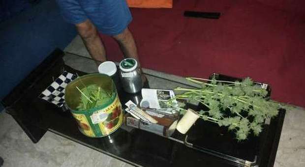 Napoli, in casa una pianta di marijuana e il kit per confezionare le dosi: arrestato