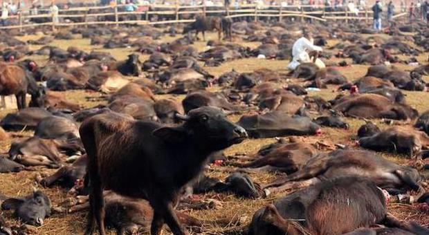 Stop ai sacrifici di animali al festival religioso: l'anno scorso ne furono sgozzati 200 mila