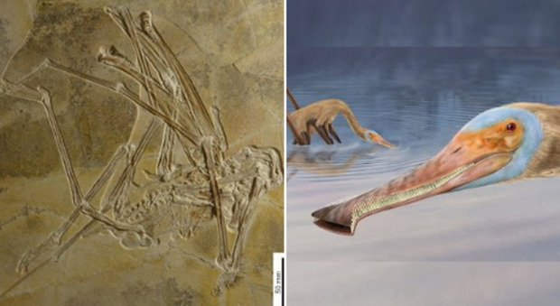 Il dinosauro riscoperto è stato battezzato "Balaenognathus maeseri"