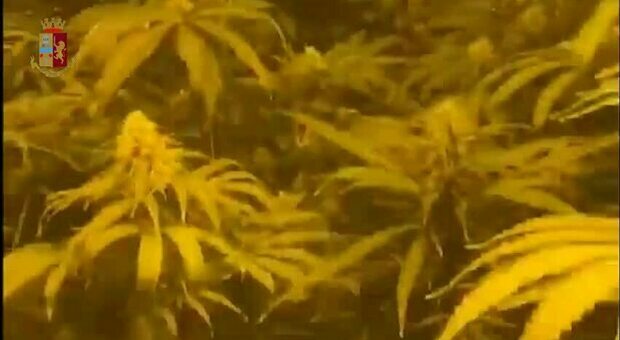 Pianura, serra di marijuana in casa: blitz e sequestro di 56 piante