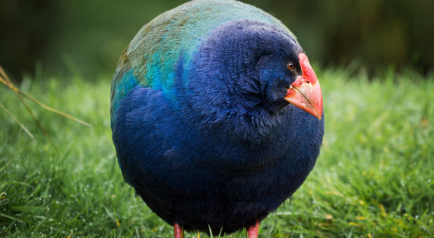 Uccello preistorico torna ad abitare in Nuova Zelanda dopo più di cento anni: dall'estinzione alla rinascita