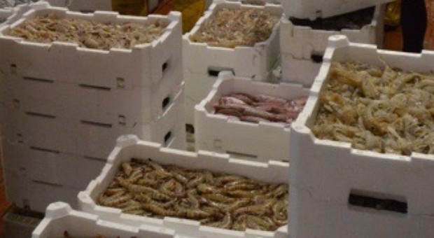 Più di 171 chili di pesce sequestrati: erano destinati ai ristoranti
