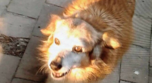 Musetta, la cagnolona rimasta vittima dei petardi. (Immag diffusa da Il Crotonese)