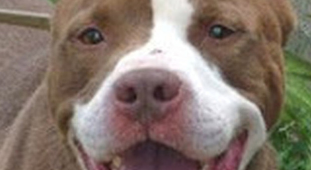 Aggredito dal pitbull di famiglia: Ferito bimbo di 4 anni Il cane è sotto sequestro