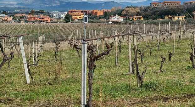 I sensori installati nelle vigne dell’azienda vinicola Rossi di Medelana a Frascati, alle porte di Roma