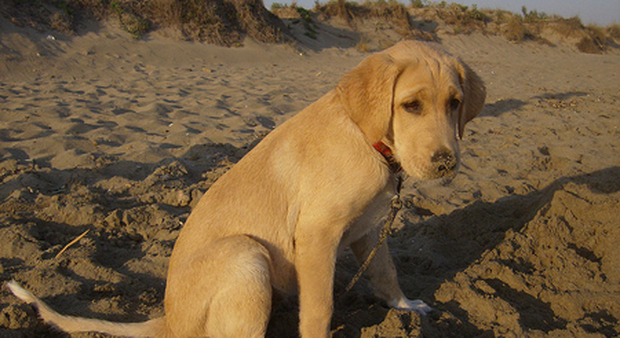 Tre ragazzi bastonano il cagnolino in spiaggia: la bagnina interviene e viene aggredita