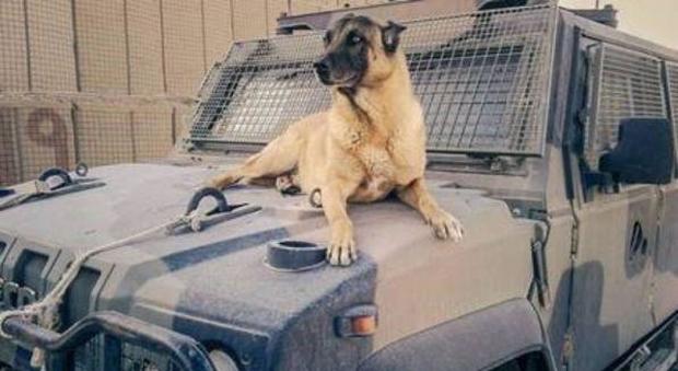 Addio a Jimmy, morto il decano dei cani italiani antiesplosivo: svolgeva missioni in Afghanistan e Kosovo