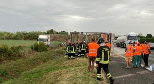 Strage di galline a Forlì: pandemonio in autostrada, un camionista ferito