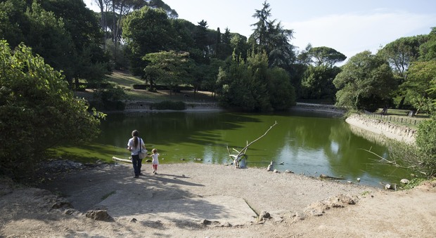 Villa Ada, allarme laghetto: "Acqua sparita, pesci e tartarughe stanno morendo"
