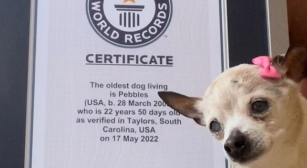 Il cane più vecchio del mondo si chiama Pebbles e vive in California Foto
