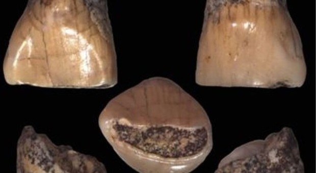 Scoperto dente da latte di bimbo di 600mila anni fa