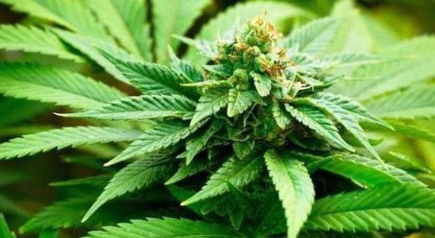 Cannabis light, arriva il «no alla vendita» del Consiglio Superiore di Sanità