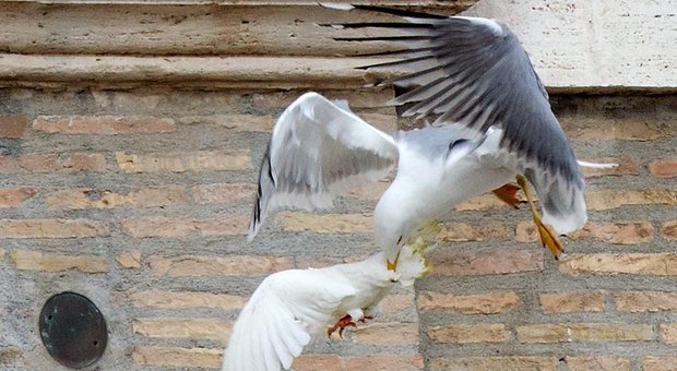 Roma, bimba attaccata da un gabbiano: paura al Bioparco. «Uccelli attirati dai panini dei visitatori»