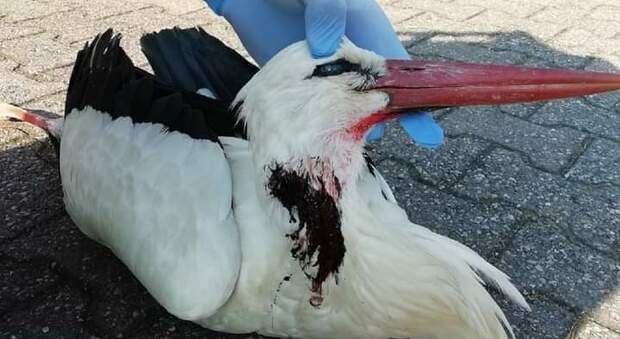 La cicogna bianca impallinata e uccisa. (Immag diffusa dall'associazione animalista Franca Valeri onlus)