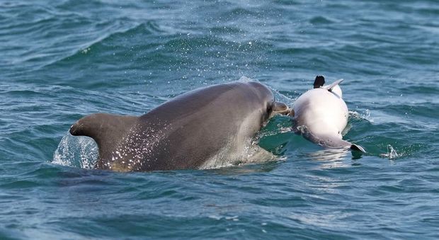 Mar Ionio, mamma delfino dà l'ultimo saluto al suo piccolo