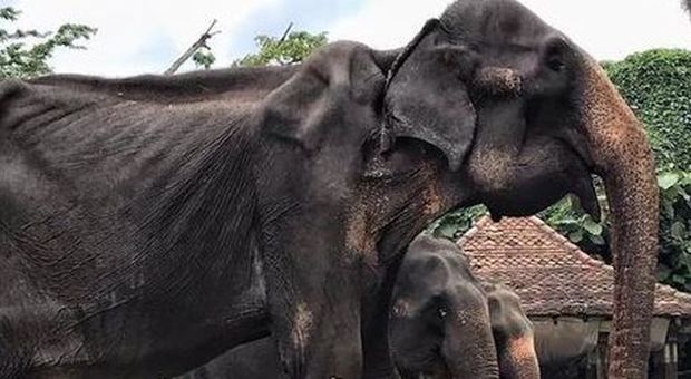 Tikiiri, elefante di 70 anni malato e denutrito, costretto a sfilare in Sri Lanka