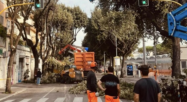 Marchionne, Terzo Municipio: "La città non è un bosco. i lavori sono stati eseguiti per la sicurezza delle nostre strade"