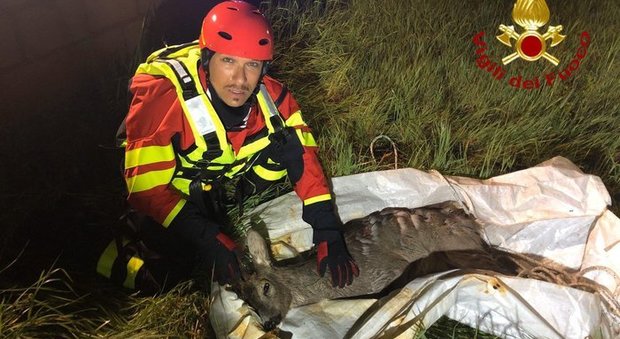 Pescara, cerbiatto cade in un canale: salvato dai vigili del fuoco