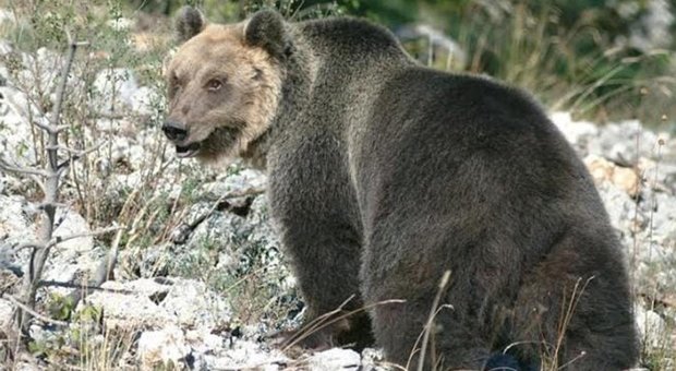 L'orso M49, scappato dal Centro Casteller