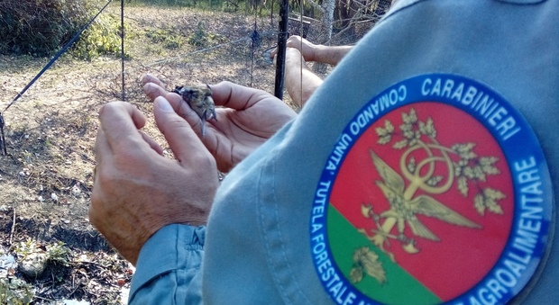 Rieti, bracconiere arrestato dai carabinieri forestali Reti nascoste tra la vegetazione