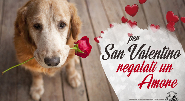"Per San Valentino regalati un amore", la campagna dell'Associazione amici del cane