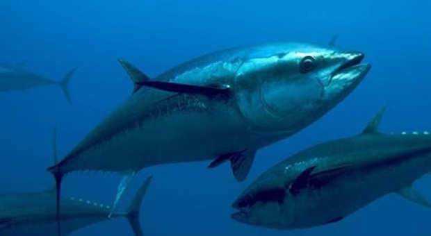 Ischia, una siringa d'ospedale nella pancia di un tonno: la denuncia del campione di pesca