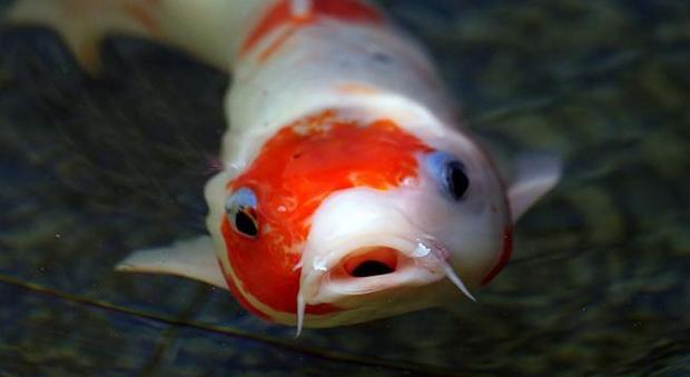 Koi, il pesce da acquario che può valere fino a 1,6 milioni di euro ad esemplare