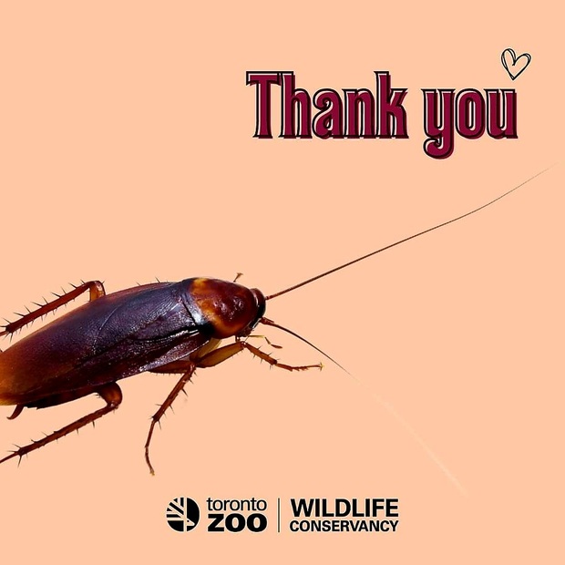 Dai un nome allo scarafaggio per San Valentino (immag diffusa dal Toronto Zoo Wildlife Conservancy sui social)