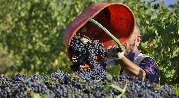 Vendemmia, la regina è la Puglia: prima regione nella produzione del vino, superato il Veneto