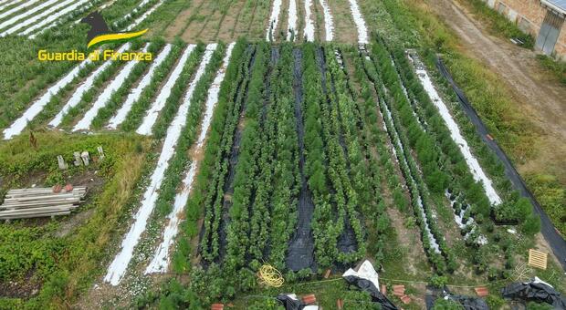 Coltiva piantagione di marijuana con 3.000 piante lungo l'A4: arrestato