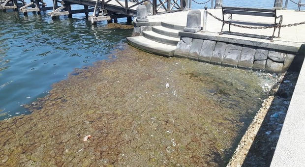 Lago Fusaro, mucillagine e alghe putrefatte ai bordi del lago