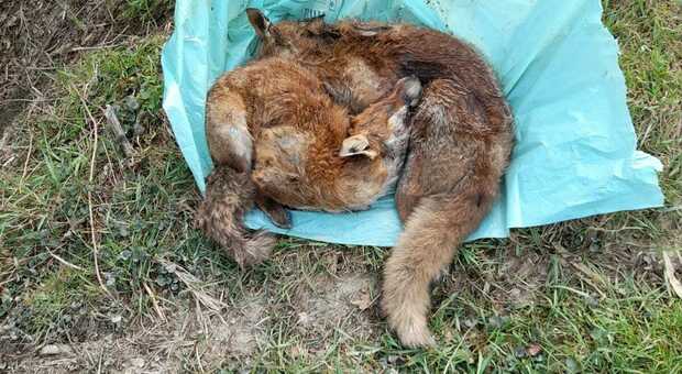 CRUDELTA' E INCOSCIENZA Le volpi uccise col veleno e abbandonate in campagna