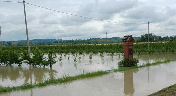 Alluvione Emilia Romagna, frutteti inondati: è saltata la raccolta, la disperazione degli agricoltori: «Migliaia di alberi da ripiantare»