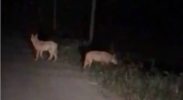 Due giovani lupi a spasso tra le case in Irpinia