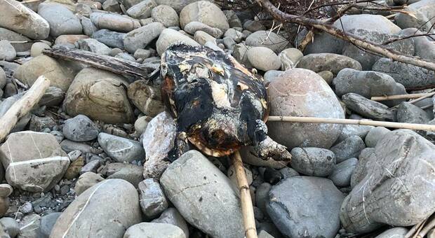 Cilento, ancora una tartaruga Caretta Caretta senza vita lungo la costa