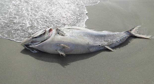 Chiuse diverse spiagge spagnole per la presenza di centinaia di tonni uccisi dal maltempo